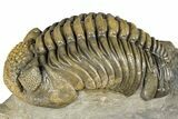 Large, Multi-Toned Pedinopariops Trilobite - Mrakib, Morocco #357348-1
